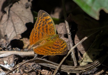 8R2A7472 Butterfly Semiliki NP West Uganda