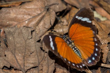 8R2A7476 Butterfly Semiliki NP West Uganda