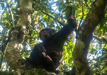8R2A7896 Chimps Kibali NP West Uganda