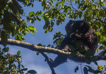 8R2A7931 Chimps Kibali NP West Uganda