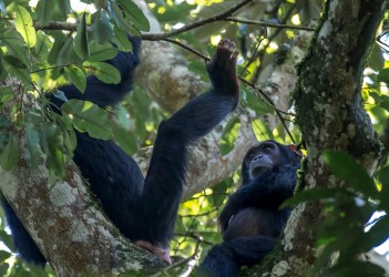 8R2A7956 Chimps Kibali NP West Uganda