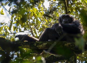 8R2A8028 Chimps Kibali NP West Uganda