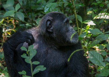 8R2A8059 Chimps Kibali NP West Uganda