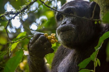 8R2A8104 Chimps Kibali NP West Uganda