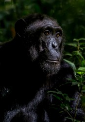 8R2A9539 Chimps Budungo Forest Muchison Falls NP West Uganda