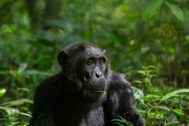 8R2A9564 Chimps Budungo Forest Muchison Falls NP West Uganda