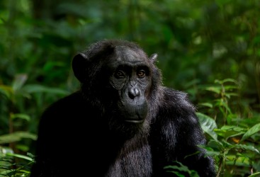 8R2A9566 Chimps Budungo Forest Muchison Falls NP West Uganda