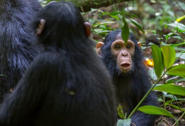 8R2A9635 Chimps Budungo Forest Muchison Falls NP West Uganda