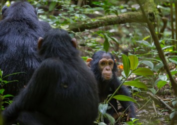 8R2A9644 Chimps Budungo Forest Muchison Falls NP West Uganda