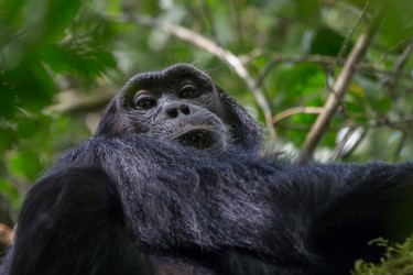 8R2A9715 Chimps Budungo Forest Muchison Falls NP West Uganda