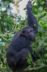 8R2A9765 Chimps Budungo Forest Muchison Falls NP West Uganda