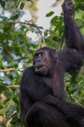 8R2A9778 Chimps Budungo Forest Muchison Falls NP West Uganda