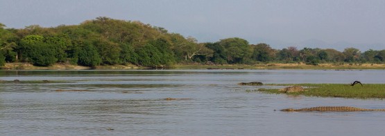 8R2A3684 Shire River Liwonde NP Malawi