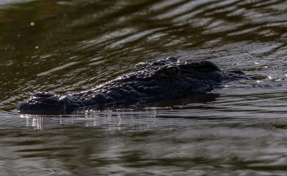 8R2A8569 Crocodile Victoria Nil Murchison NP Northwest Uganda