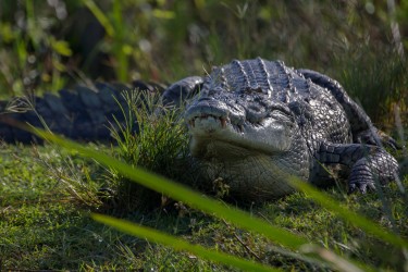 8R2A8583 Crocodile Victoria Nil Murchison NP Northwest Uganda