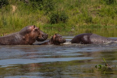 8R2A8851 Hippo Murchison Falls NP Northwest Uganda