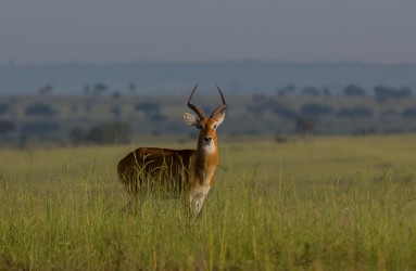 8R2A9028 Kob Antilope Murchison NP Northwest Uganda