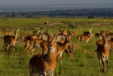 8R2A9034 Kob Antilope Murchison NP Northwest Uganda