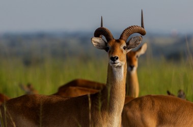 8R2A9047 Kob Antilope Murchison NP Northwest Uganda