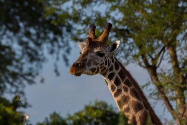 8R2A9116 Giraffe Murchison NP Northwest Uganda