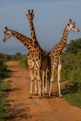 8R2A9138 Giraffe Murchison NP Northwest Uganda