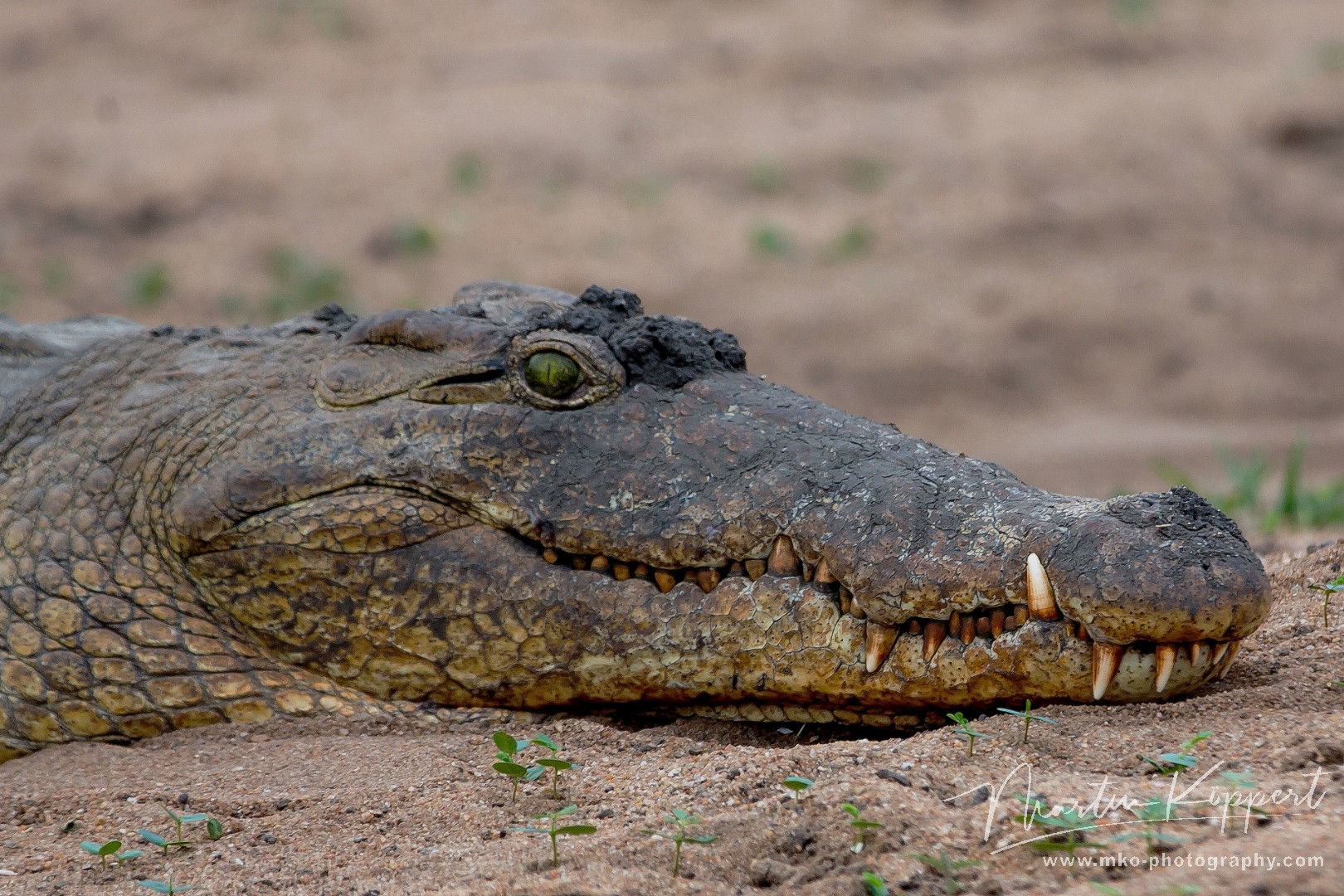 8R2A2299 Crocodile Liwonde NP Malawi