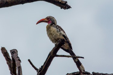 8R2A2388 Yellow billed Hornbill Liwonde NP Malawi