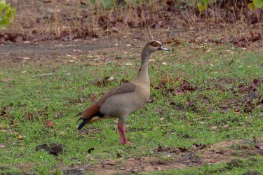 8R2A2433 Egyptian Goose Liwonde NP Malawi