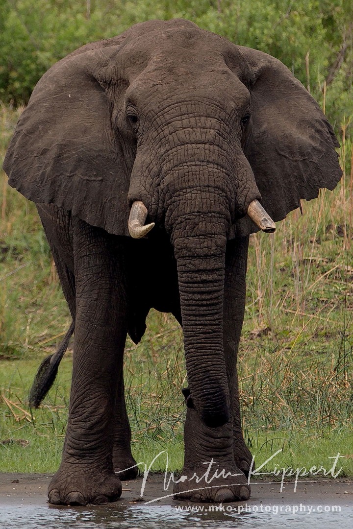 8R2A2565 Elephant Liwonde NP Malawi