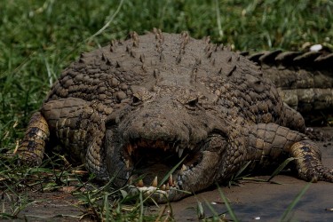 8R2A2652 Crocodile Liwonde NP Malawi