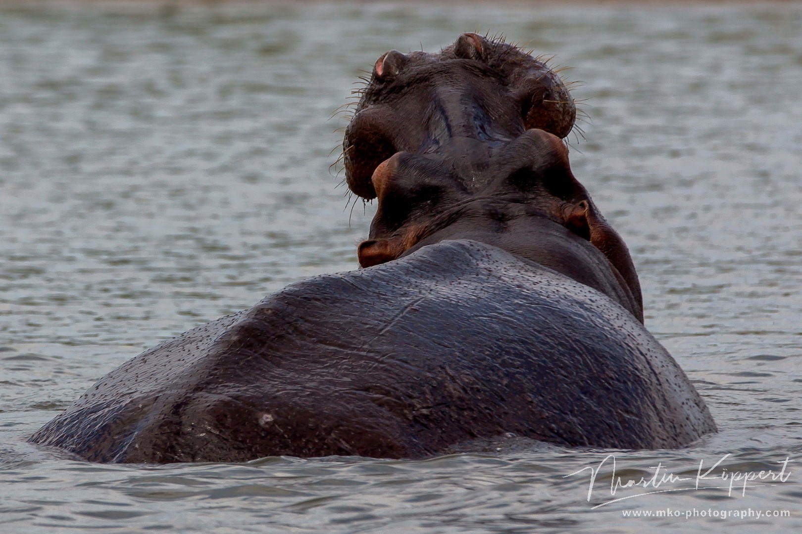 8R2A2674 Hippo Liwonde NP Malawi