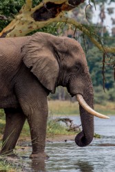 8R2A2705 Elephant Liwonde NP Malawi