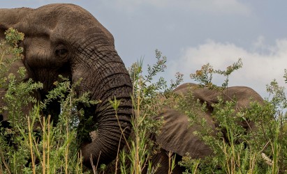 8R2A2708 Elephant Liwonde NP Malawi