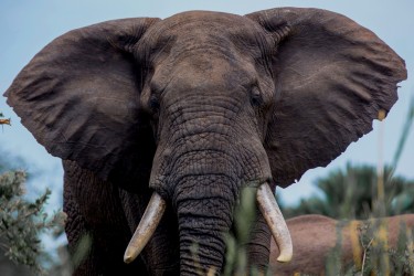 8R2A2718 Elephant Liwonde NP Malawi
