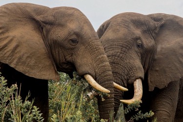 8R2A2728 Elephant Liwonde NP Malawi