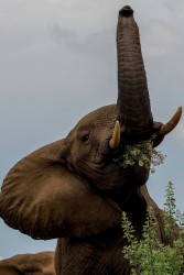 8R2A2733 Elephant Liwonde NP Malawi