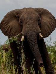 8R2A27461 Elephant Liwonde NP Malawi