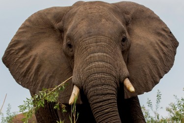 8R2A2746 Elephant Liwonde NP Malawi
