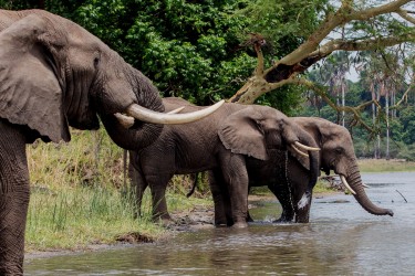 8R2A2753 Elephant Liwonde NP Malawi