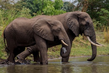 8R2A27631 Elephant Liwonde NP Malawi