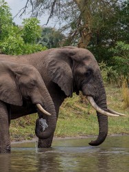 8R2A2763 Elephant Liwonde NP Malawi