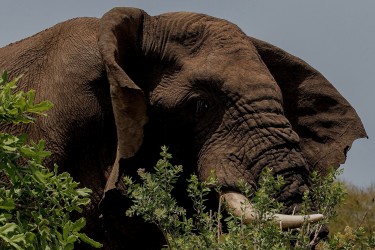 8R2A2802 Elephant Liwonde NP Malawi