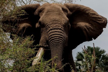 8R2A2803 Elephant Liwonde NP Malawi