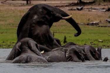 8R2A2809 Elephant Liwonde NP Malawi