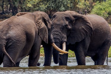8R2A28211 Elephant Liwonde NP Malawi