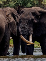 8R2A2821 Elephant Liwonde NP Malawi