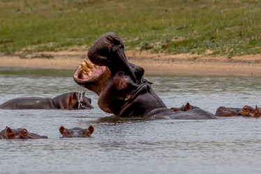 8R2A2909 Hippo Liwonde NP Malawi