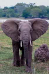8R2A3039 Elephant Liwonde NP Malawi
