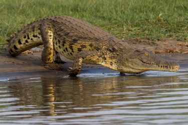 8R2A3324 Crocodile Liwonde NP Malawi