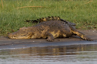 8R2A3336 Crocodile Liwonde NP Malawi